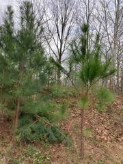 Pinus × sondereggeri