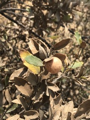 Quercus striatula