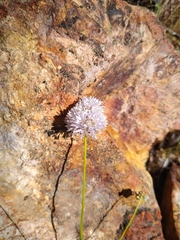 Gilia capitata capitata