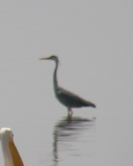 Ardea cinerea