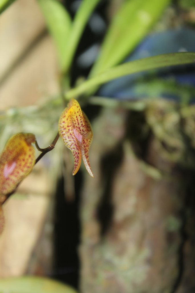 Pabstiella tripterantha