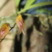Pabstiella tripterantha - Photo (c) Apipa,  זכויות יוצרים חלקיות (CC BY-NC), הועלה על ידי Apipa