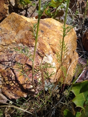 Gilia capitata capitata