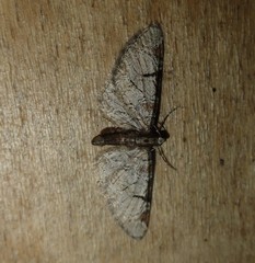 Eupithecia insigniata