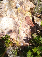 Gilia capitata capitata