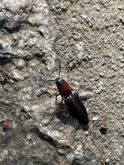 Ludioschema obscuripes