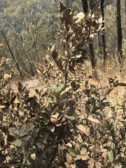 Quercus striatula
