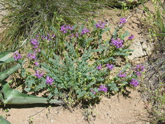 Astragalus iodanthus