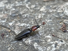 Ludioschema obscuripes