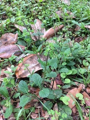 Salvia lyrata image