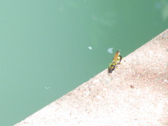 Sceliphron caementarium