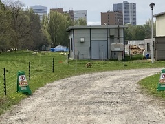 Vulpes vulpes schrencki