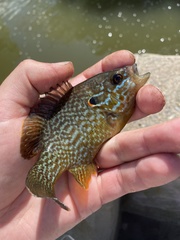 Lepomis gibbosus × cyanellus