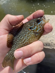Lepomis gibbosus × cyanellus
