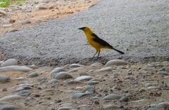Gymnomystax mexicanus
