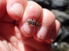 Opsimus quadrilineatus