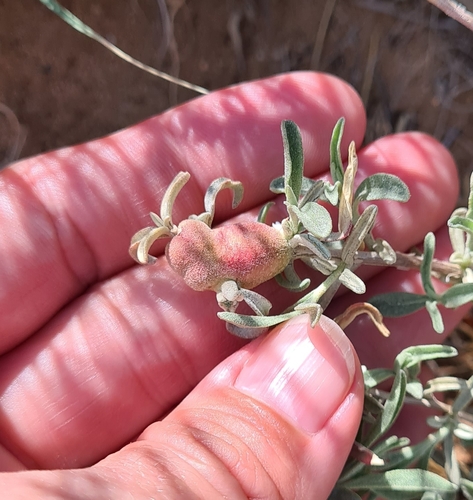 Photo of Tumor Stem Gall Midge (Asphondylia atriplicis)