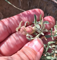 Asphondylia atriplicis