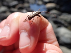 Opsimus quadrilineatus