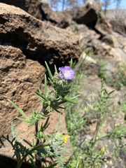 Phacelia linearis