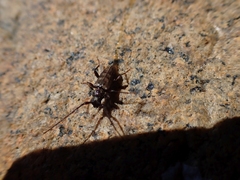 Opsimus quadrilineatus