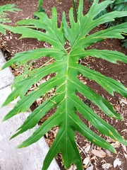 Thaumatophyllum bipinnatifidum