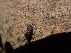 Opsimus quadrilineatus