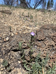 Phacelia linearis