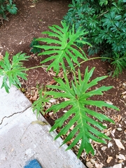 Thaumatophyllum bipinnatifidum