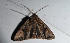 Ichneutica skelloni