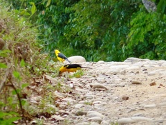 Gymnomystax mexicanus