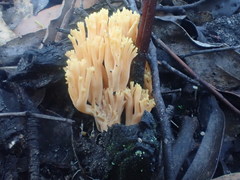 Ramaria watlingii