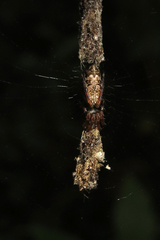 Cyclosa machadinho
