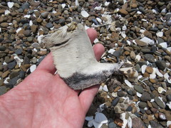 Spheniscus magellanicus