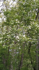 Prunus grayana