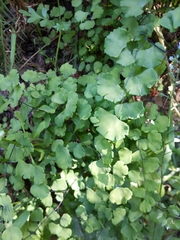 Adiantum jordanii