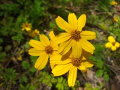 Tagetes zypaquirensis