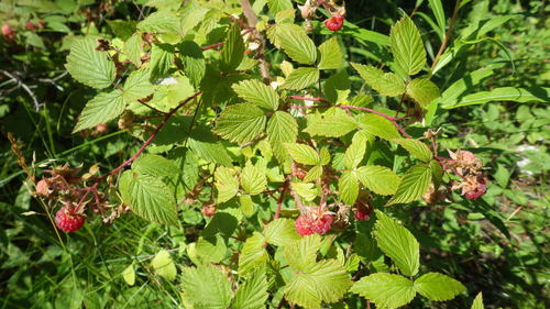 red raspberry