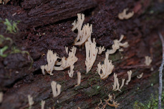 Artomyces austropiperatus