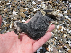 Spheniscus magellanicus