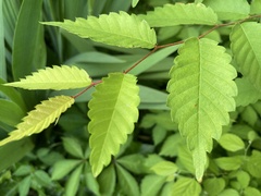 Zelkova