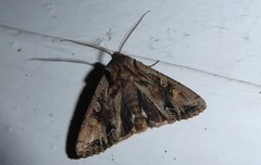 Ichneutica skelloni