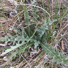Cirsium flodmanii