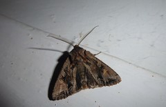 Ichneutica skelloni