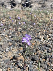 Phacelia linearis