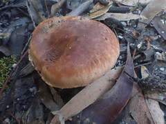 Tricholoma eucalypticum