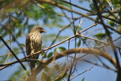 Dulus dominicus