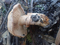 Tricholoma eucalypticum