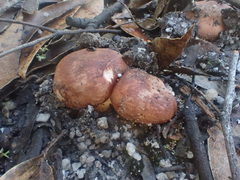 Tricholoma eucalypticum