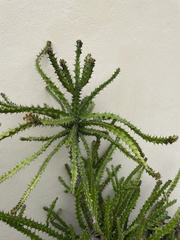 Euphorbia wakefieldii
